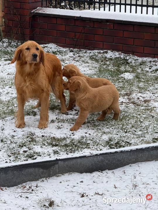 Suczki Golden retriever Kielce sprzedam