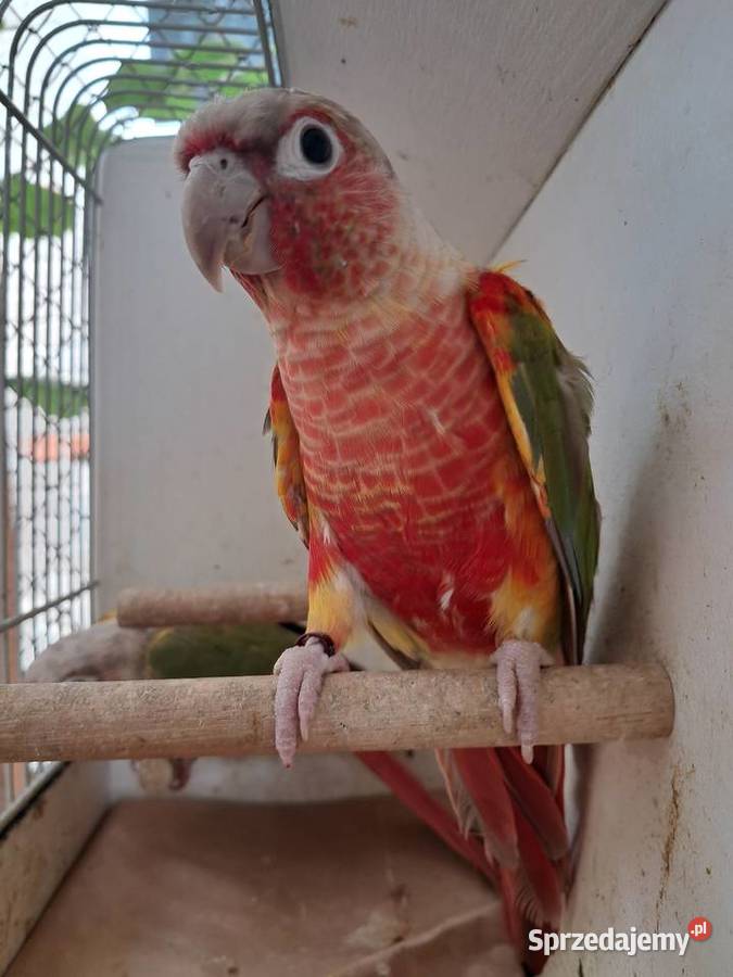 RudosterkaRudosterki Tryńcza