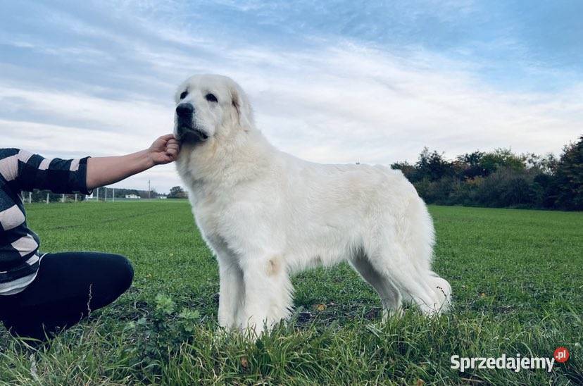 Polski Owczarek Podhalański ZKwPFCI wielkopolskie Kaźmierz