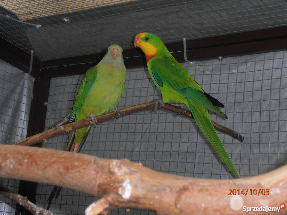 papugi barabandy sprzedam Ochaby Wielkie
