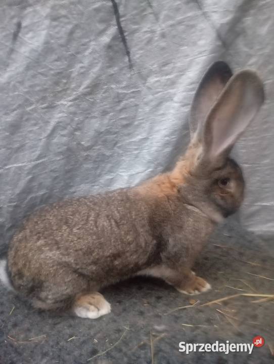 Sprzedam samca olbrzymia belgijskiego szarego z Izbica-Wieś