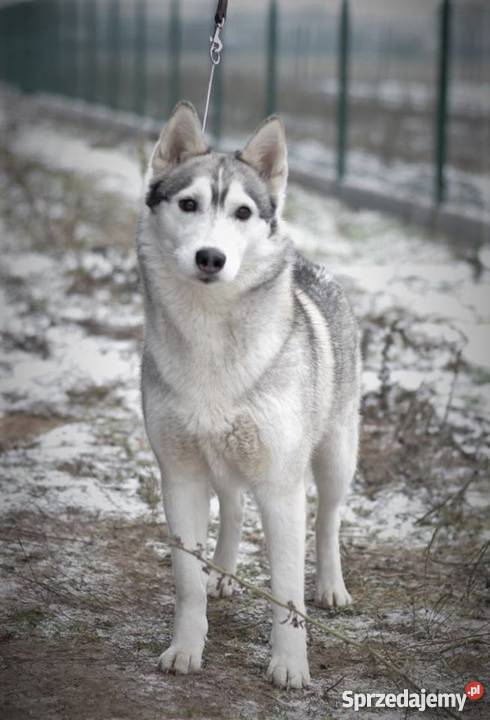 siberian husky rodowodowe szczenięta