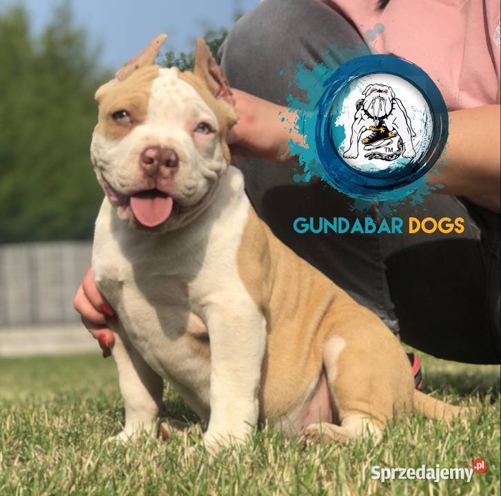 American Bully piesek Gundabar DoGs