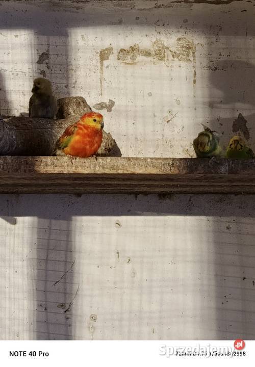 Sprzedam papugę swiergote łódzkie Gorzkowice