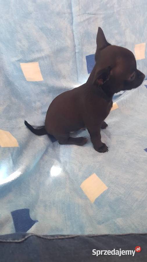 Chihuahua pieseksuczka Ciechanów sprzedam