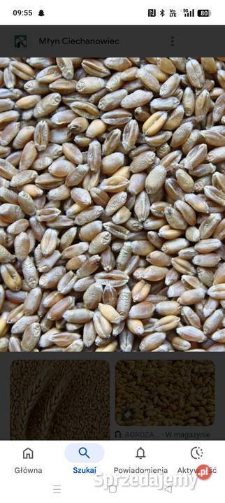 Żyto Pszenica Tarnobrzeg