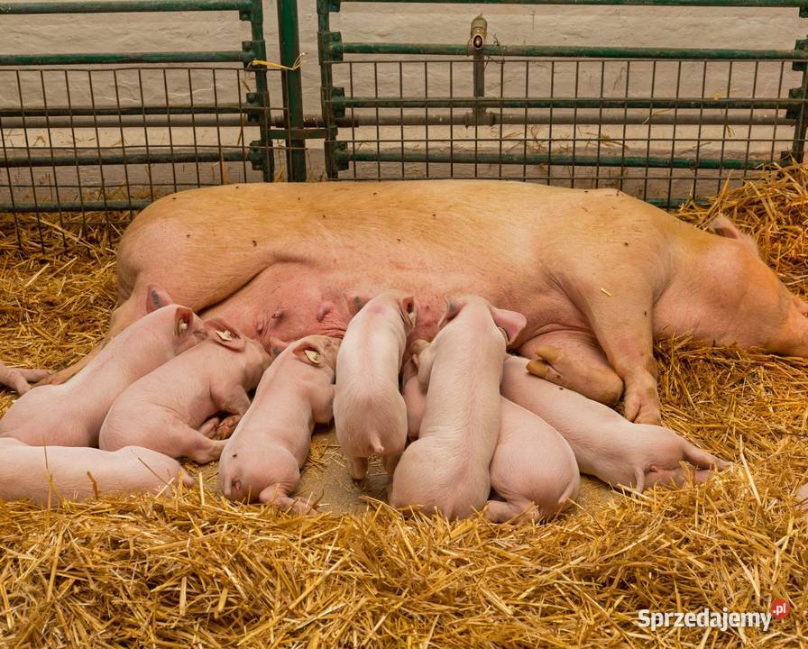 Dezosan Junior Sucha kąpiel prosiąt higiena Gryfino sprzedam
