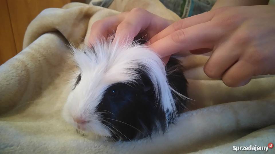 sprzedam świnki morskie Konstancin-Jeziorna