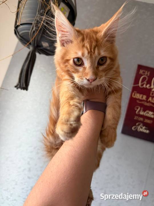 George Maine Coon Starogard Gdański