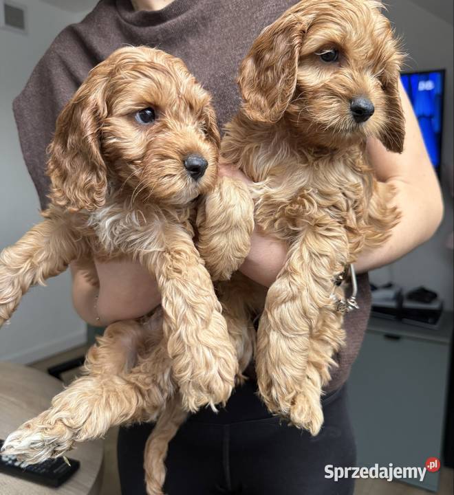 Cockapoo pieski