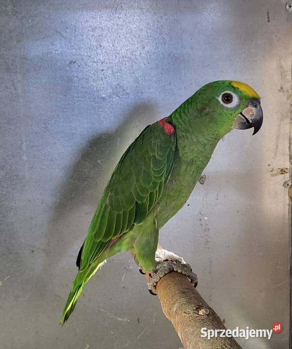 Amazonka Surinamska żółtoczelna 25r Sulbiny sprzedam