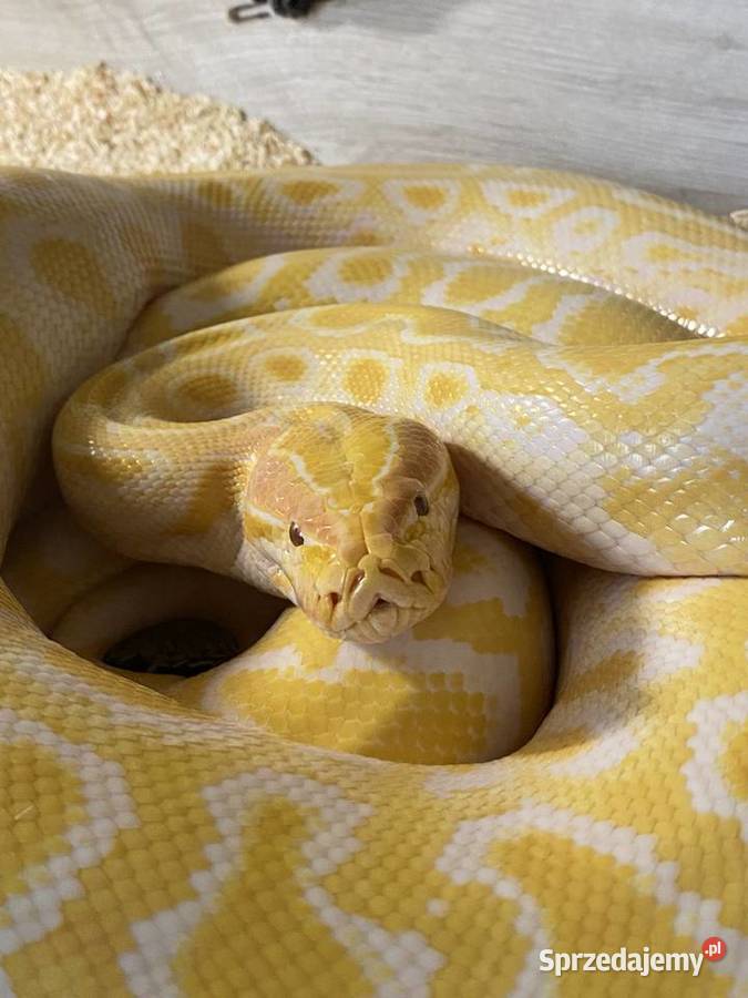 Pyton tygrysi samice Albino granit Gady i płazy Zwierzęta Jaworzno sprzedam