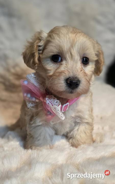 Maltipoo suczka Zawiercie