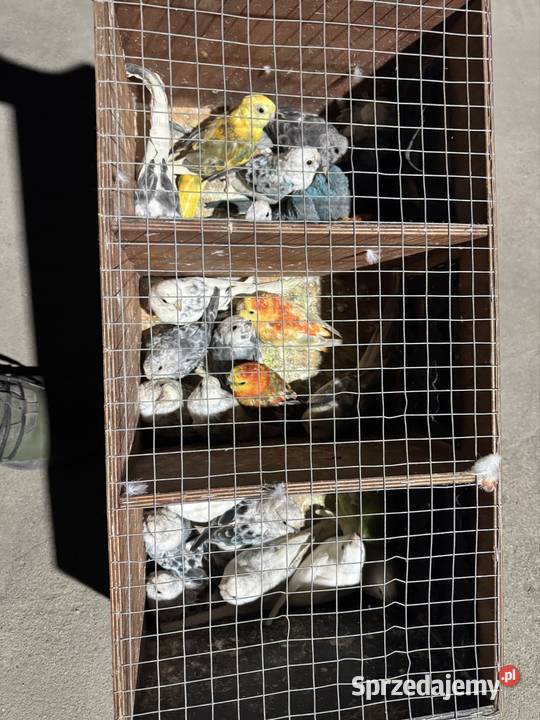 Świergotki dominanty Ptaki Ptaki Kąkolewo