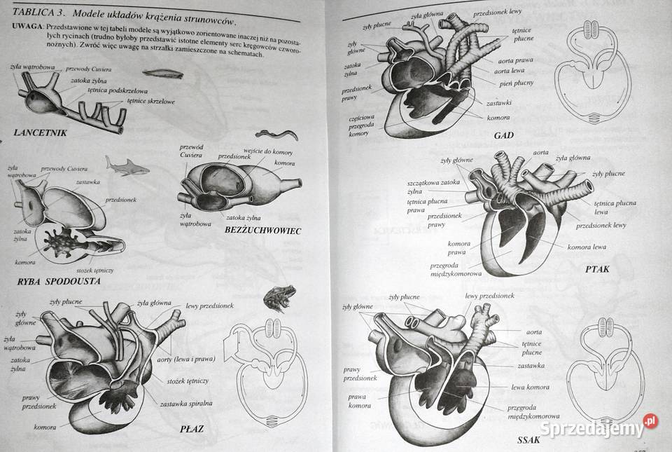 Biologia kl 2 Waldemar Lewiński Chełm