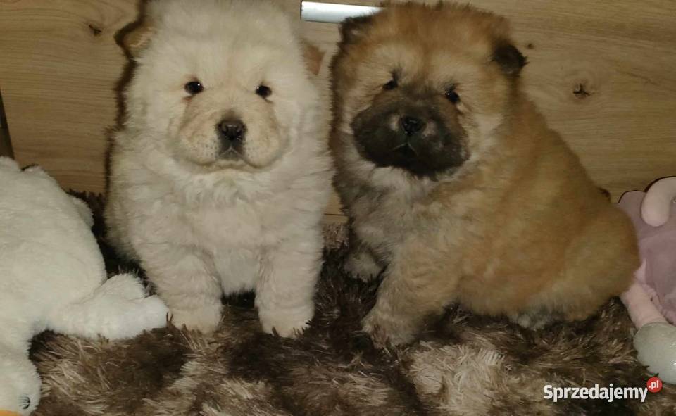 CHOW CHOW CZAU CZAU DO ODBIOORU Warszawa sprzedam