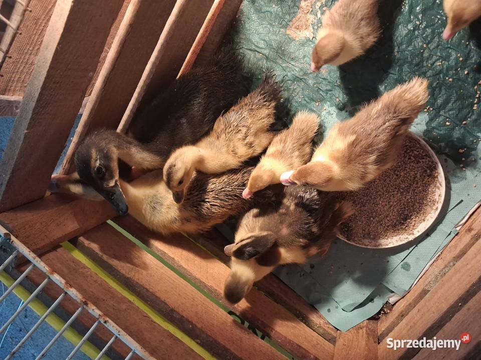 Sprzedam kurczaki i kaczki