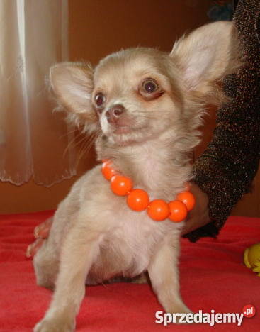 Chihuahuaciułała 5 cio miesięczne pieski długowł