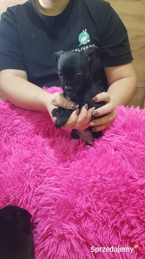 Śliczny piesek pinczer Legionowo sprzedam