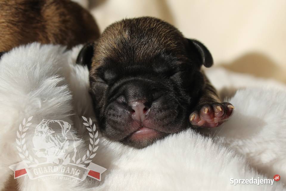 Bullmastiff szczenięta Guard Gang Fci Pozostałe Staszów