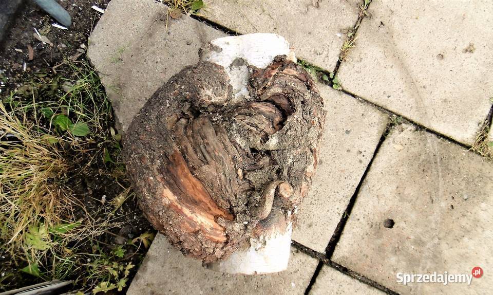 czeczota brzozowa narośl obrzęk Namysłów