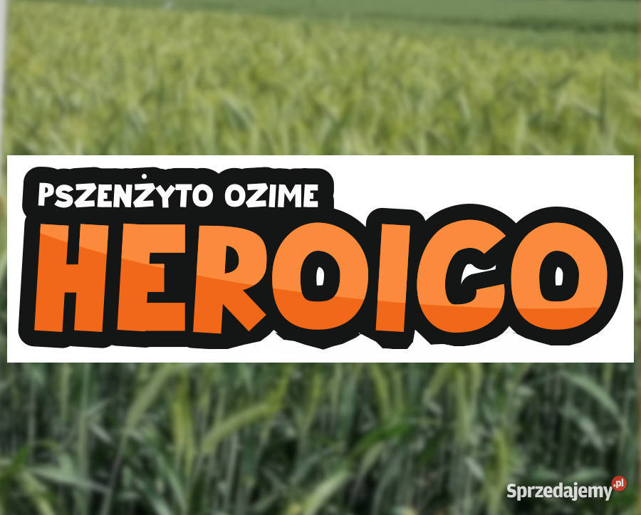Pszenżyto ozime Heroico zaprawa Vibrance Star Pajęczno sprzedam