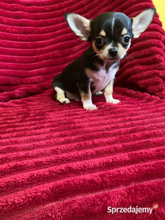 Śliczny piesek chihuahua mazowieckie Płońsk