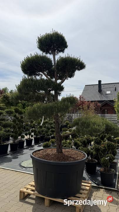 Sosna Sylvestris Bonsai 225250 Kobyla Góra
