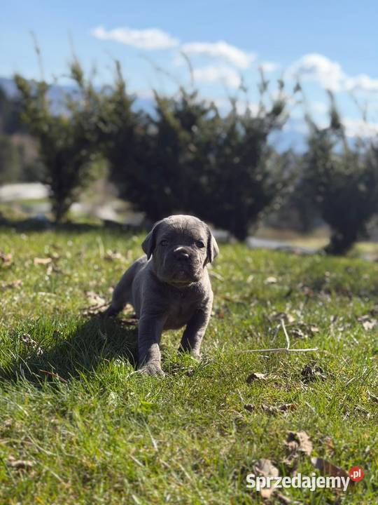 Szara suczka Cane Corso ZKwPFCI Zawoja sprzedam