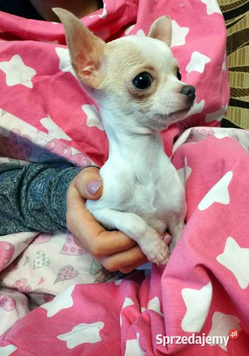 Chihuahua suczka Czechowice-Dziedzice