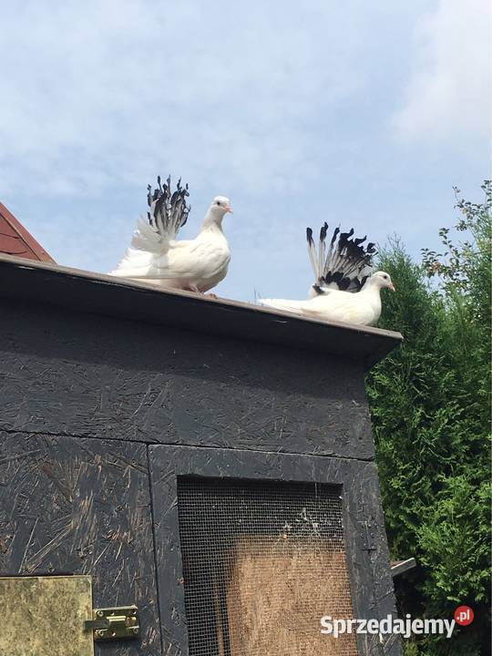 Gołębie pawiki pawik Dębica