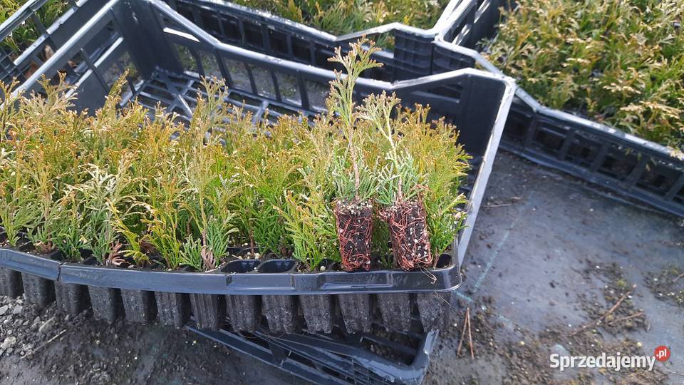 Tuja szmaragd multipaleta Puławy