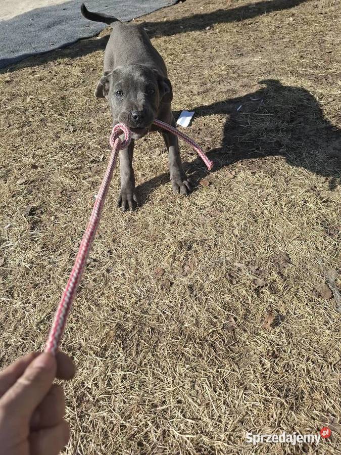 Szczeniaki Cane Corso mazowieckie Radom