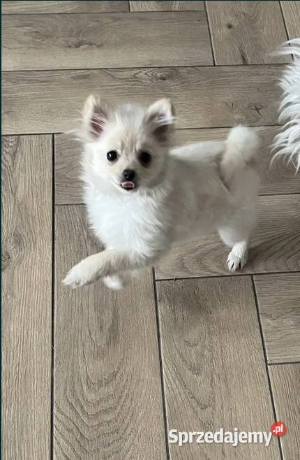 szpic miniaturowy suczka Szpic miniaturowy świętokrzyskie Skalbmierz