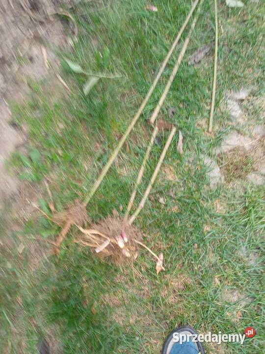 Topinambur słonecznik bulwiasty Pozostałe Maków Mazowiecki