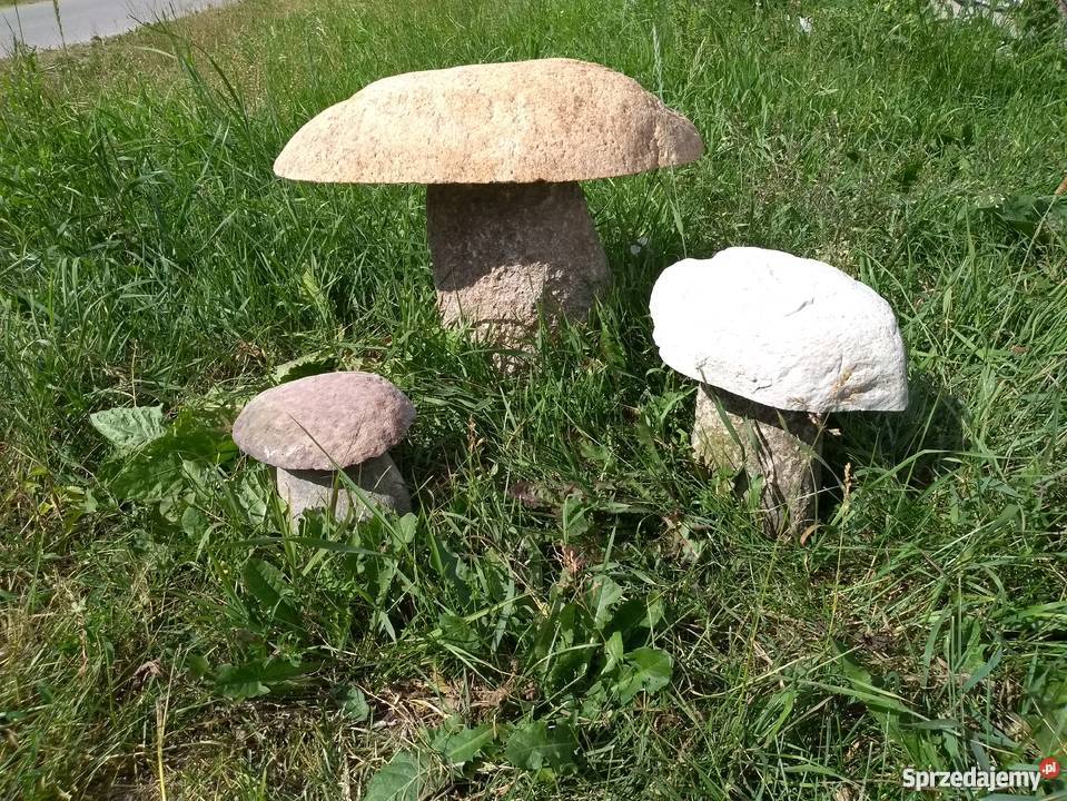 Grzyby z kamienia polnego Ruciane-Nida
