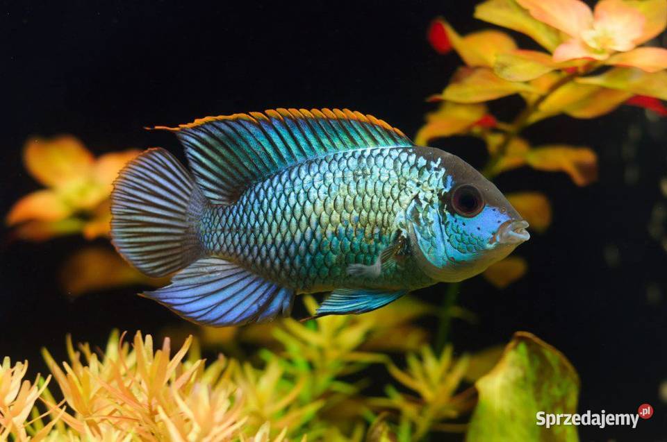 Akara ELECTRIC BLUE Acara SPRAWDZ NASZE
