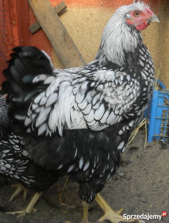 Kochin Olbrzymi różne kolory czysto rasowe młode Konin