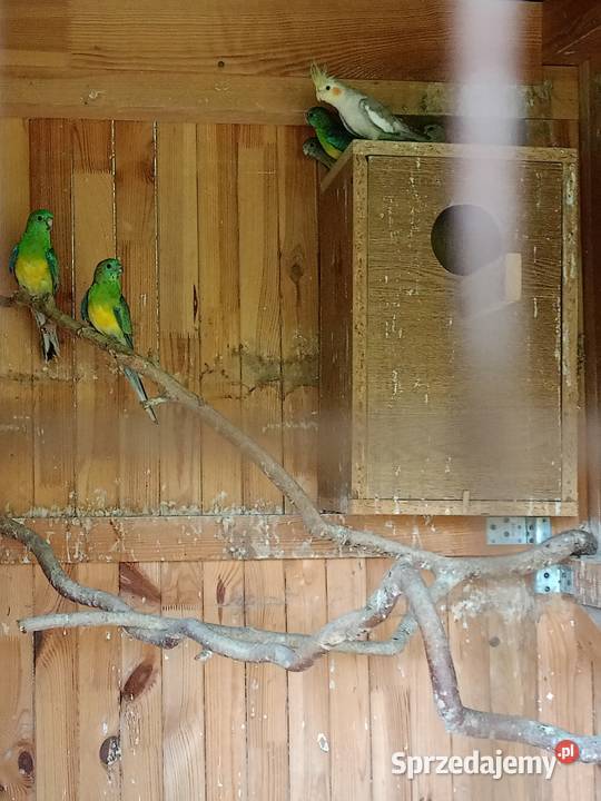 Papugi sprzedam Czarna Kolonia