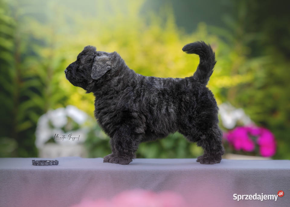 Bouvier des Flandres szczenięta