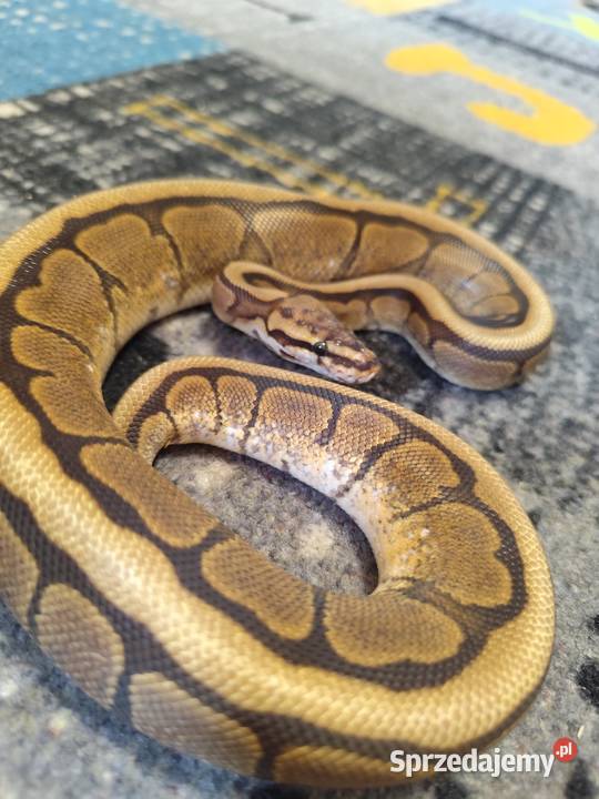 Pytony Królewskie samiczki młode Pruszków