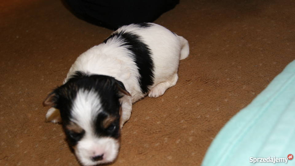 york biewer Psy Głogów