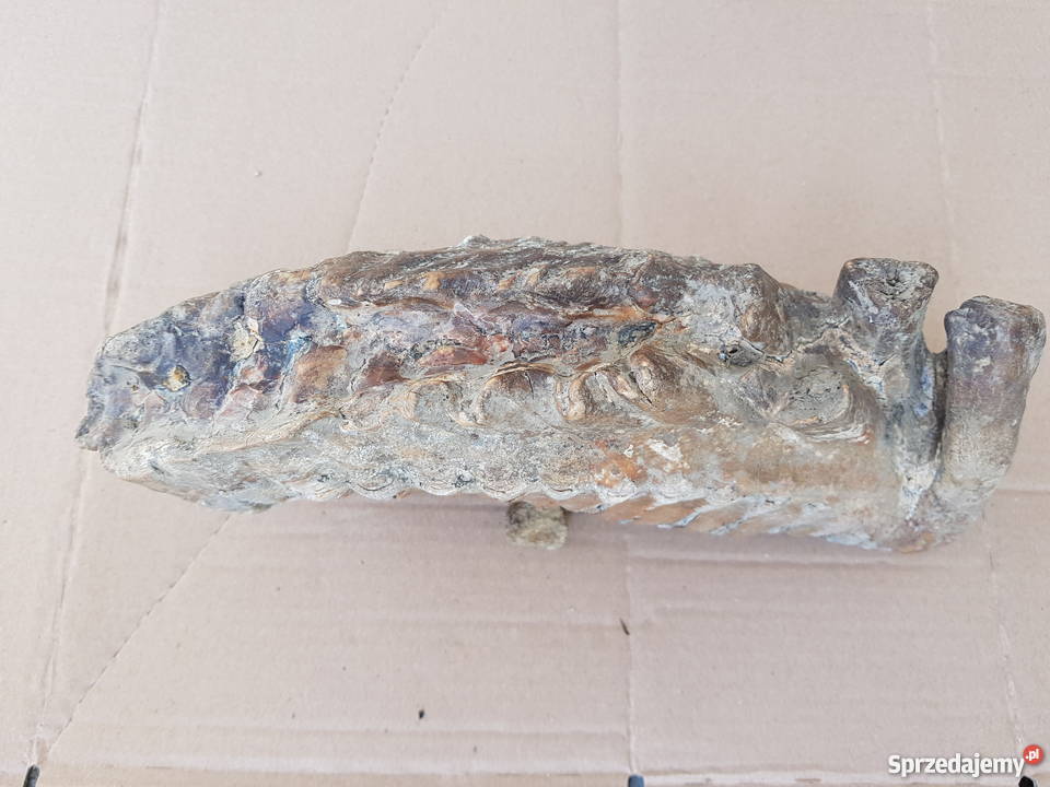 Ząb Mamauta małopolskie