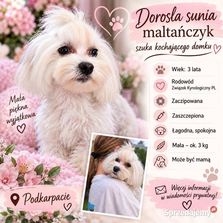 Dorosla sunia Maltanczyk Związek Kynologiczny Jasło sprzedam