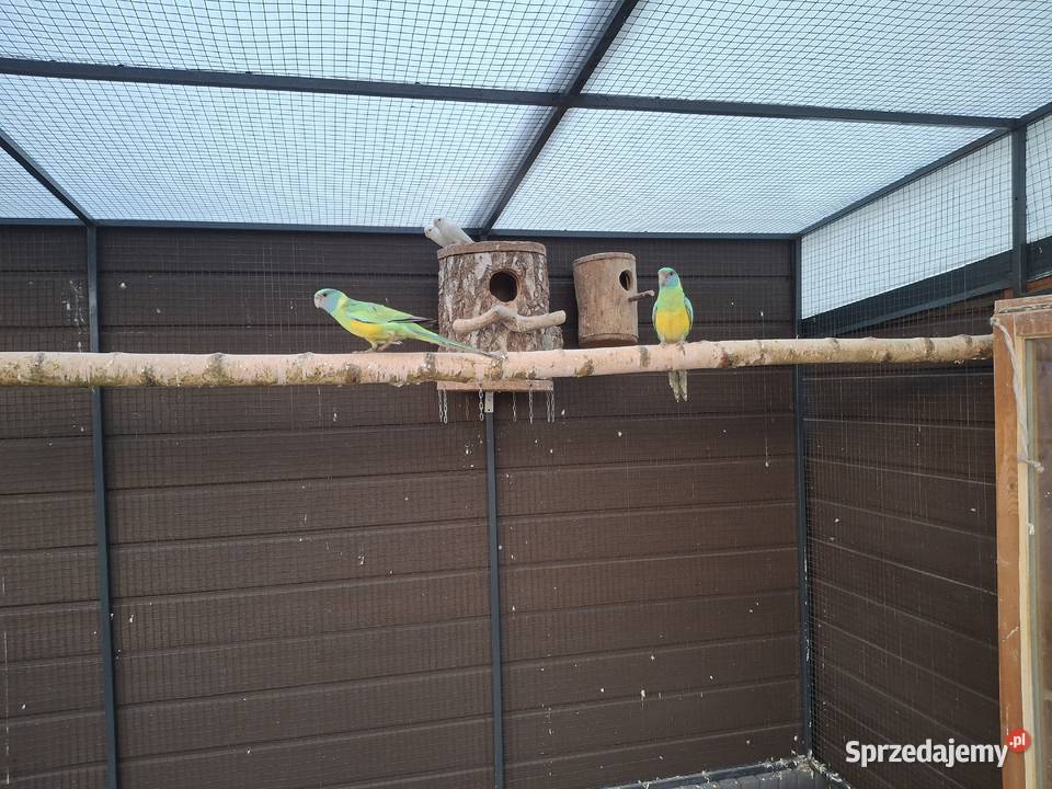 Papugi barnad klonkulsi para mazowieckie Wólka Piecząca