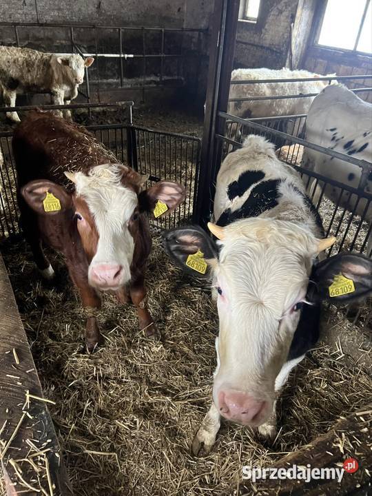 Sprzedam bydło hodowlane Bydło podlaskie Pobondzie
