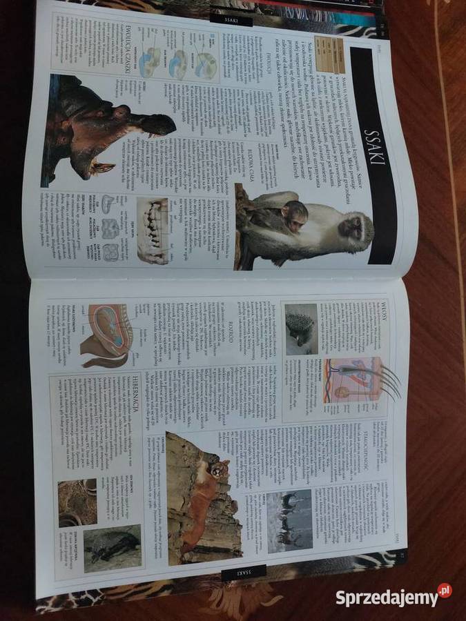 Królestwo zwierząt encyklopedia Świat Książki DK Literatura śląskie Tychy sprzedam