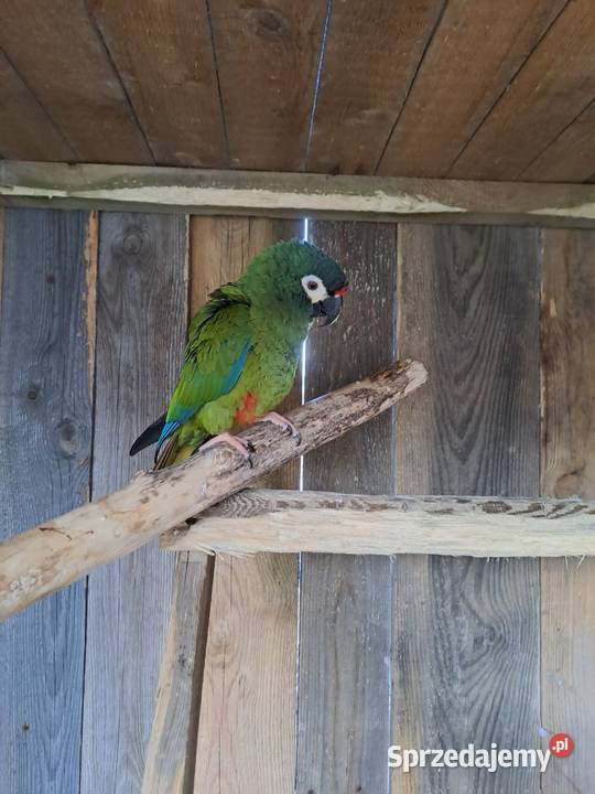 Sprzedam Arę Marokane Serock