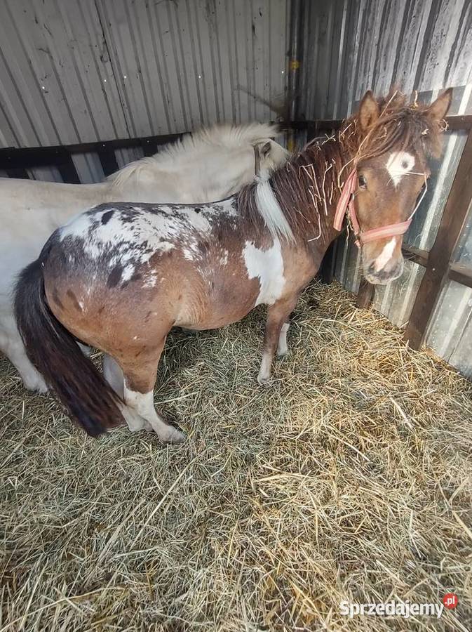 Kucyk ogierek Pozostałe Rywałd