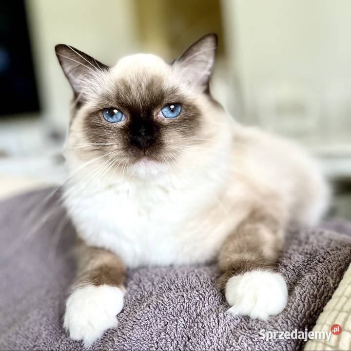 Toffi kotka Ragdoll pomorskie Malbork